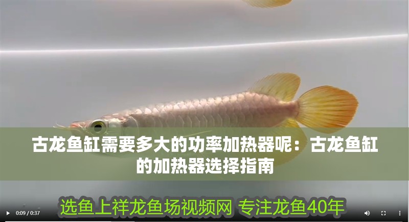 古龍魚缸需要多大的功率加熱器呢：古龍魚缸的加熱器選擇指南