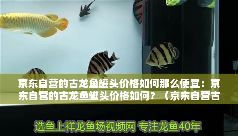 京東自營的古龍魚罐頭價格如何那么便宜：京東自營的古龍魚罐頭價格如何？（京東自營古龍魚罐頭價格如何，古龍魚罐頭價格分析）