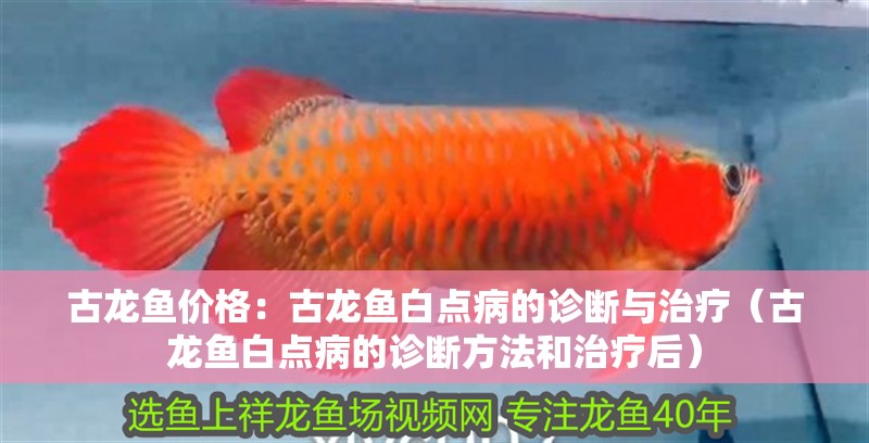 古龍魚價格：古龍魚白點病的診斷與治療（古龍魚白點病的診斷方法和治療后）