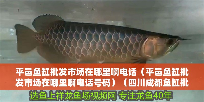 平邑魚缸批發市場在哪里啊電話（平邑魚缸批發市場在哪里啊電話號碼）（四川成都魚缸批發市場在哪里）