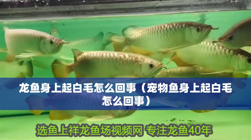 龍魚身上起白毛怎么回事（寵物魚身上起白毛怎么回事）