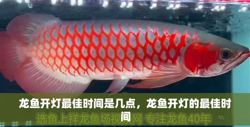 龍魚開燈最佳時間是幾點，龍魚開燈的最佳時間