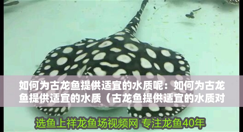 如何為古龍魚提供適宜的水質(zhì)呢：如何為古龍魚提供適宜的水質(zhì)（古龍魚提供適宜的水質(zhì)對其健康至關(guān)重要）