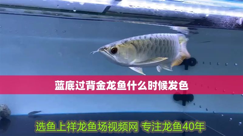 藍底過背金龍魚什么時候發色 藍底過背金龍魚什么時候發色 龍魚百科 第2張
