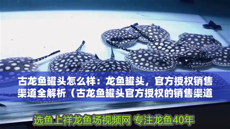 古龍魚罐頭怎么樣：龍魚罐頭，官方授權銷售渠道全解析（古龍魚罐頭官方授權的銷售渠道）