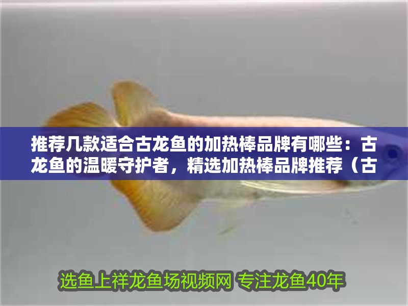 推薦幾款適合古龍魚(yú)的加熱棒品牌有哪些：古龍魚(yú)的溫暖守護(hù)者，精選加熱棒品牌推薦（古龍魚(yú)加熱棒）