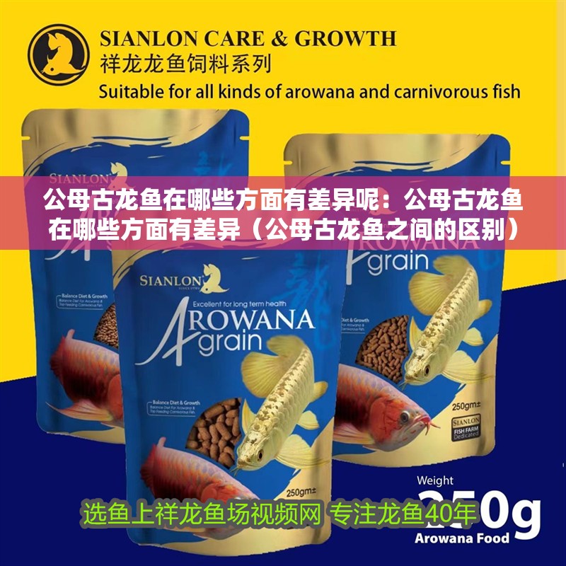 公母古龍魚在哪些方面有差異呢：公母古龍魚在哪些方面有差異（公母古龍魚之間的區別）