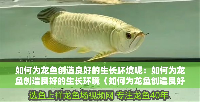 如何為龍魚創造良好的生長環境呢：如何為龍魚創造良好的生長環境（如何為龍魚創造良好水質）