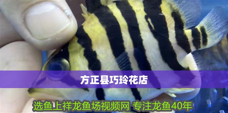 方正縣巧玲花店 方正縣巧玲花店 全國水族館企業(yè)名錄 第1張