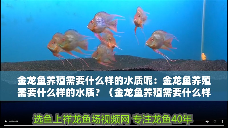 金龍魚養殖需要什么樣的水質呢：金龍魚養殖需要什么樣的水質？（金龍魚養殖需要什么樣的水質）