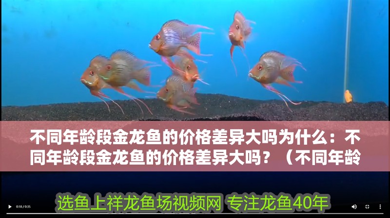 不同年齡段金龍魚的價格差異大嗎為什么：不同年齡段金龍魚的價格差異大嗎？（不同年齡段金龍魚的價格差異）