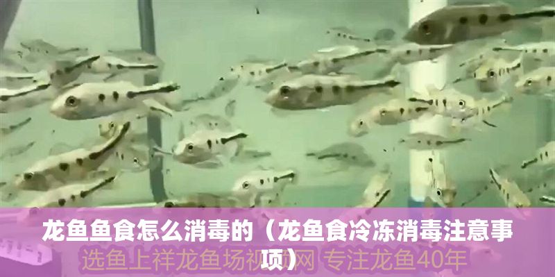 龍魚魚食怎么消毒的（龍魚食冷凍消毒注意事項）