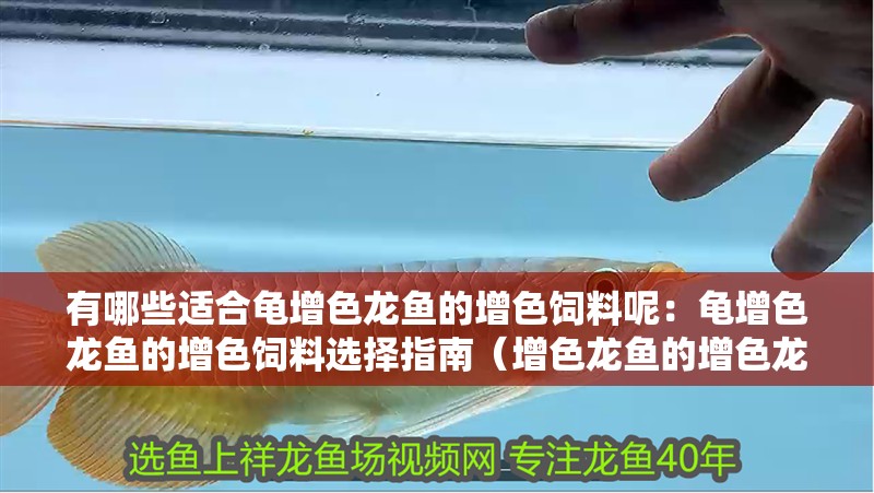有哪些適合龜增色龍魚的增色飼料呢：龜增色龍魚的增色飼料選擇指南（增色龍魚的增色龍魚飼料選擇指南，增色龍魚的飼料選擇指南）