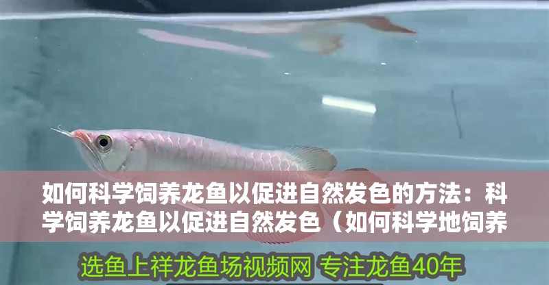 如何科學飼養龍魚以促進自然發色的方法：科學飼養龍魚以促進自然發色（如何科學地飼養龍魚的自然發色，科學飼養龍魚的自然發色）