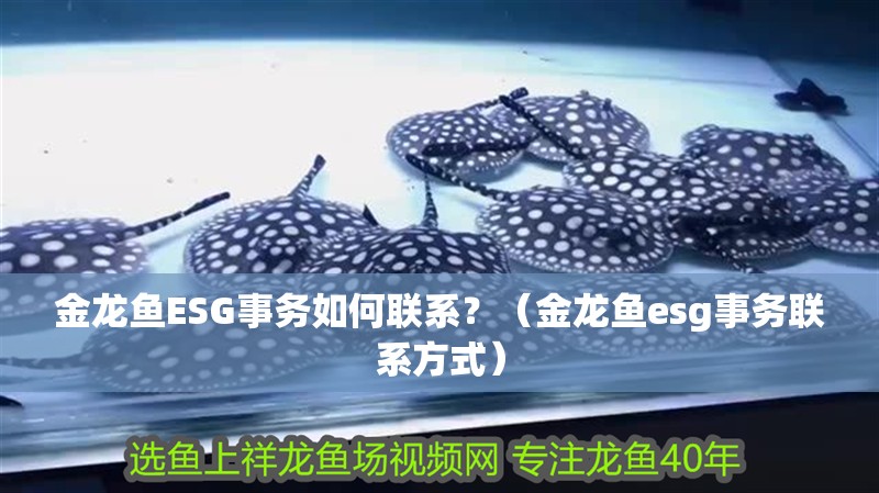 金龍魚ESG事務如何聯系？（金龍魚esg事務聯系方式）