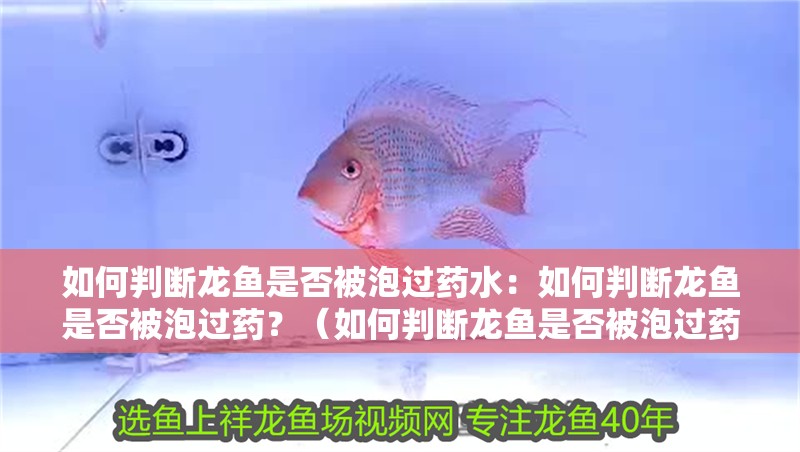 如何判斷龍魚是否被泡過藥水：如何判斷龍魚是否被泡過藥？（如何判斷龍魚是否被泡過藥）