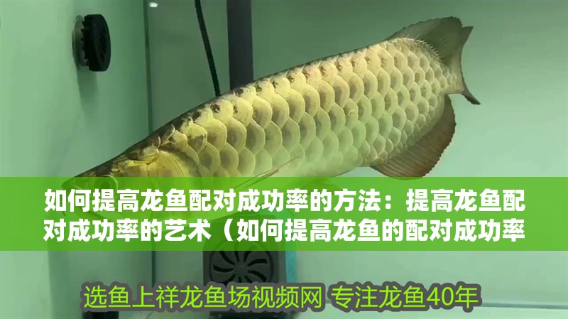 如何提高龍魚配對成功率的方法：提高龍魚配對成功率的藝術（如何提高龍魚的配對成功率）