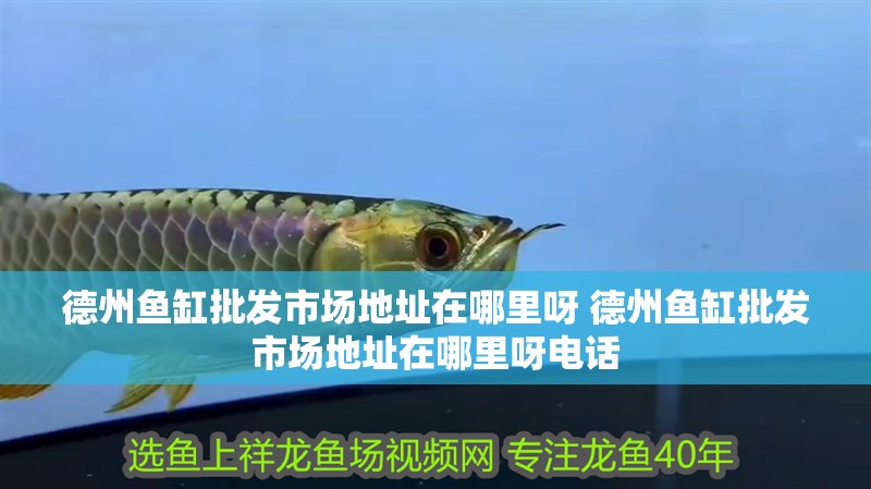 德州魚缸批發市場地址在哪里呀 德州魚缸批發市場地址在哪里呀電話