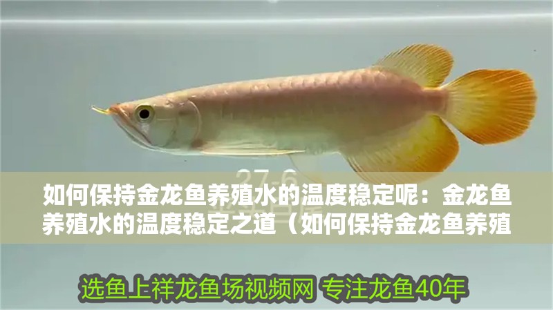 如何保持金龍魚養殖水的溫度穩定呢：金龍魚養殖水的溫度穩定之道（如何保持金龍魚養殖水溫的穩定性）