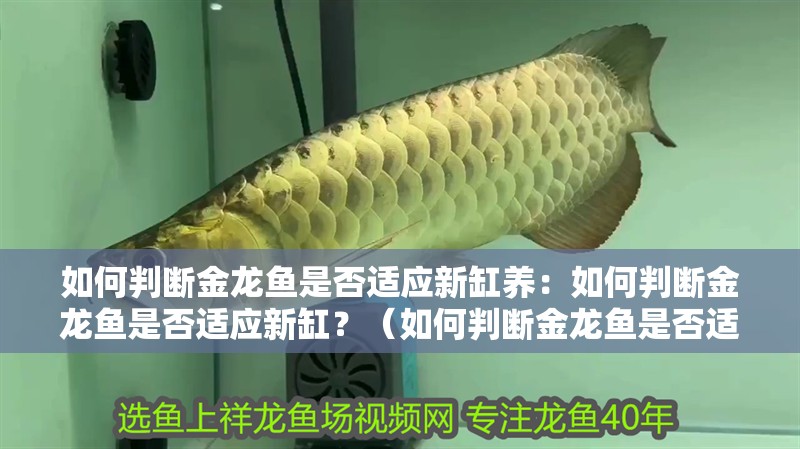 如何判斷金龍魚是否適應(yīng)新缸養(yǎng)：如何判斷金龍魚是否適應(yīng)新缸？（如何判斷金龍魚是否適應(yīng)新環(huán)境）