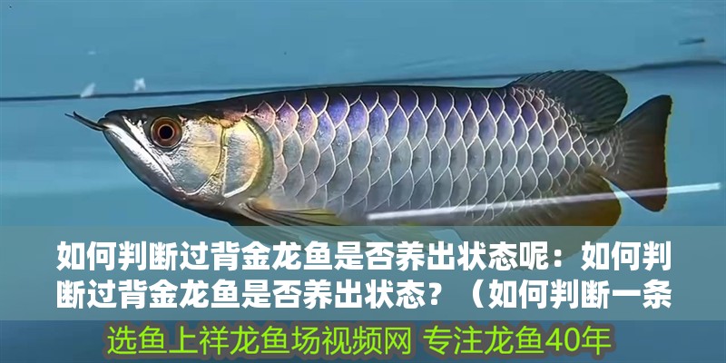 如何判斷過背金龍魚是否養(yǎng)出狀態(tài)呢：如何判斷過背金龍魚是否養(yǎng)出狀態(tài)？（如何判斷一條金龍魚是否養(yǎng)出了狀態(tài)）