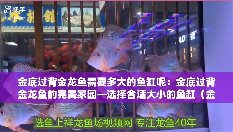 金底過背金龍魚需要多大的魚缸呢：金底過背金龍魚的完美家園—選擇合適大小的魚缸（金底過背金龍魚如何選擇）