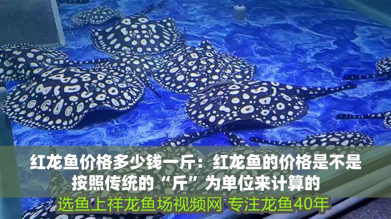 紅龍魚價格多少錢一斤：紅龍魚的價格是不是按照傳統的“斤”為單位來計算的