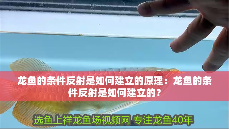 龍魚的條件反射是如何建立的原理：龍魚的條件反射是如何建立的？