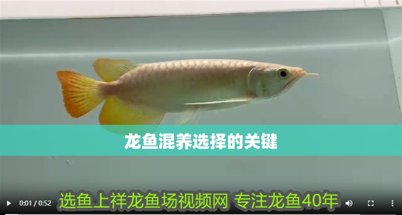 龍魚混養(yǎng)選擇的關(guān)鍵