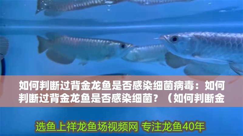 如何判斷過背金龍魚是否感染細菌病毒：如何判斷過背金龍魚是否感染細菌？（如何判斷金龍魚是否感染了細菌）