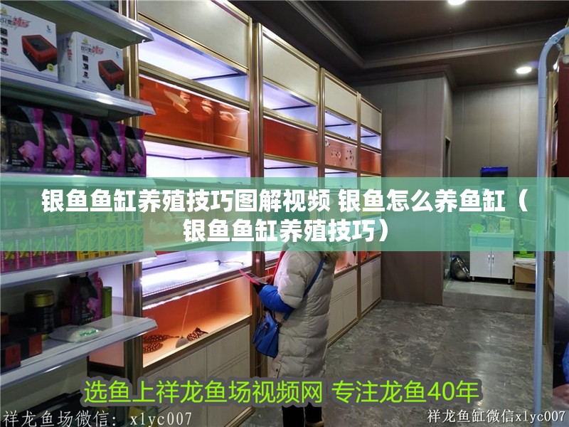 銀魚魚缸養殖技巧圖解視頻 銀魚怎么養魚缸（銀魚魚缸養殖技巧）
