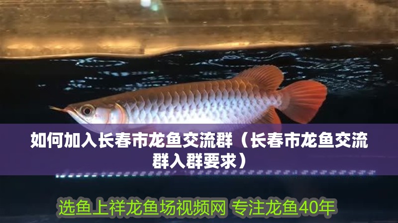 如何加入長春市龍魚交流群（長春市龍魚交流群入群要求）