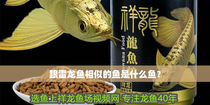 跟雷龍魚相似的魚是什么魚？