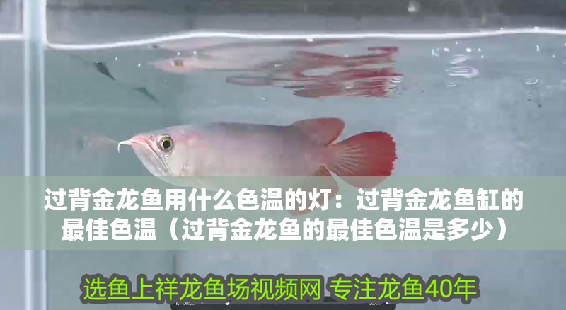 過背金龍魚用什么色溫的燈：過背金龍魚缸的最佳色溫（過背金龍魚的最佳色溫是多少） 過背金龍魚用什么色溫的燈：過背金龍魚缸的最佳色溫（過背金龍魚的最佳色溫是多少） 水族問答