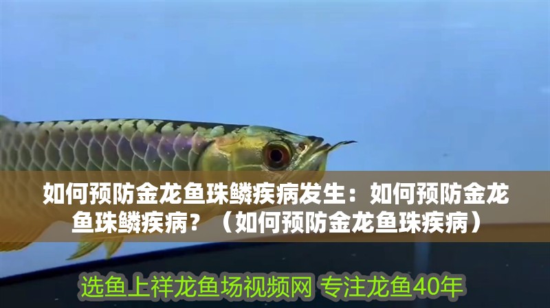 如何預防金龍魚珠鱗疾病發生：如何預防金龍魚珠鱗疾病？（如何預防金龍魚珠疾?。? title=