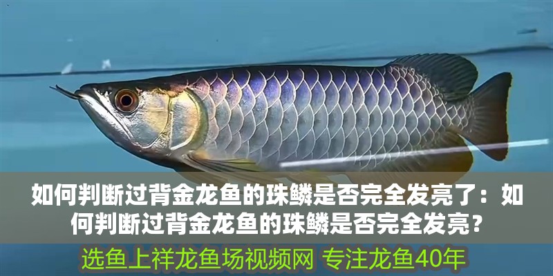 如何判斷過背金龍魚的珠鱗是否完全發亮了：如何判斷過背金龍魚的珠鱗是否完全發亮？