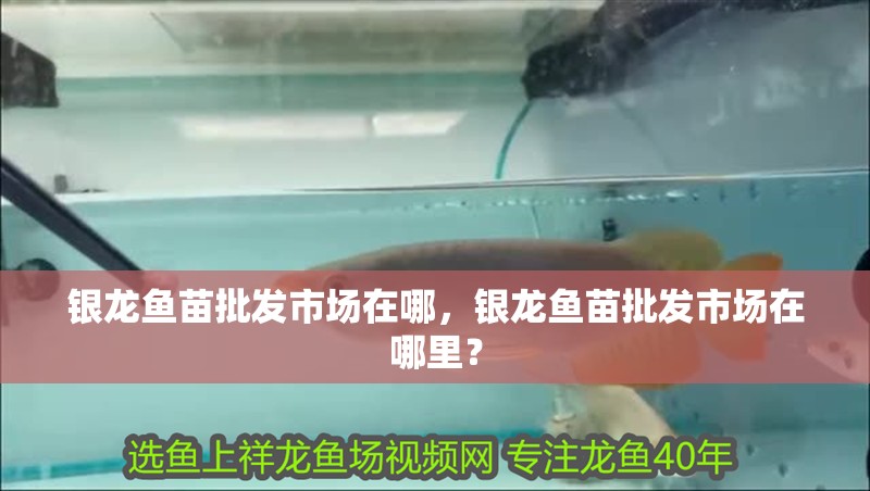 銀龍魚苗批發市場在哪，銀龍魚苗批發市場在哪里？