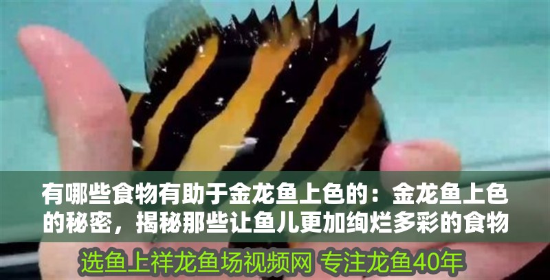 有哪些食物有助于金龍魚上色的：金龍魚上色的秘密，揭秘那些讓魚兒更加絢爛多彩的食物（金龍魚上色的原因）