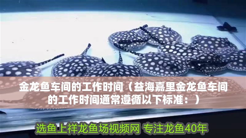 金龍魚車間的工作時間（益海嘉里金龍魚車間的工作時間通常遵循以下標準：）