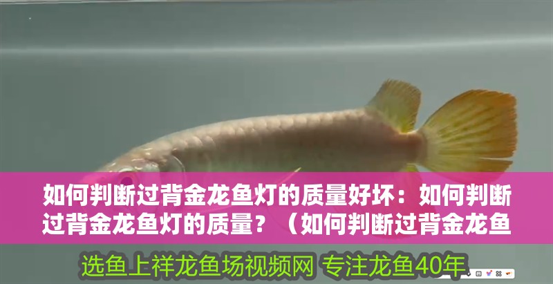 如何判斷過背金龍魚燈的質量好壞：如何判斷過背金龍魚燈的質量？（如何判斷過背金龍魚燈的質量）
