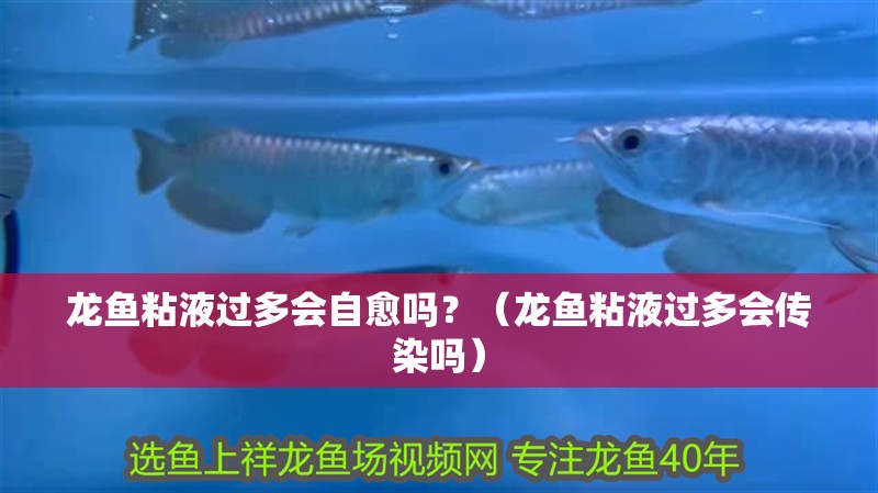 龍魚粘液過多會自愈嗎？（龍魚粘液過多會傳染嗎）