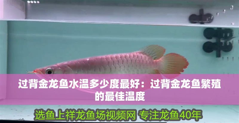 過背金龍魚水溫多少度最好：過背金龍魚繁殖的最佳溫度