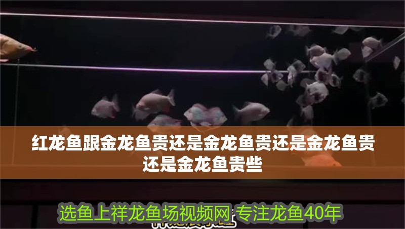 紅龍魚跟金龍魚貴還是金龍魚貴還是金龍魚貴還是金龍魚貴些