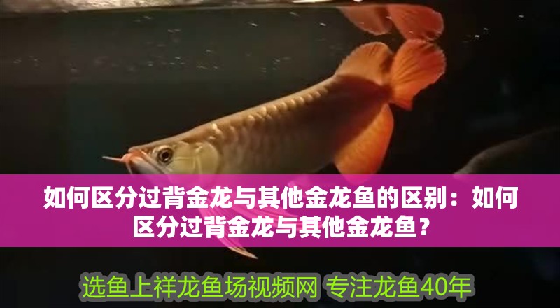 如何區分過背金龍與其他金龍魚的區別：如何區分過背金龍與其他金龍魚？