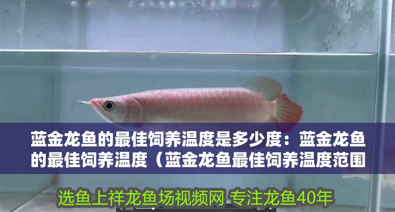 藍金龍魚的最佳飼養溫度是多少度：藍金龍魚的最佳飼養溫度（藍金龍魚最佳飼養溫度范圍）