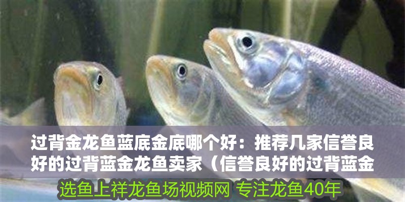 過背金龍魚藍底金底哪個好：推薦幾家信譽良好的過背藍金龍魚賣家（信譽良好的過背藍金龍魚賣家推薦幾家信譽良好的過背藍金龍魚）