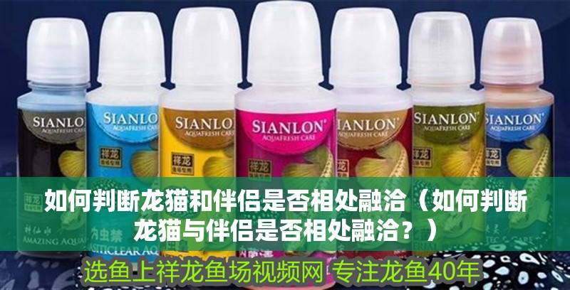 如何判斷龍貓和伴侶是否相處融洽（如何判斷龍貓與伴侶是否相處融洽？）