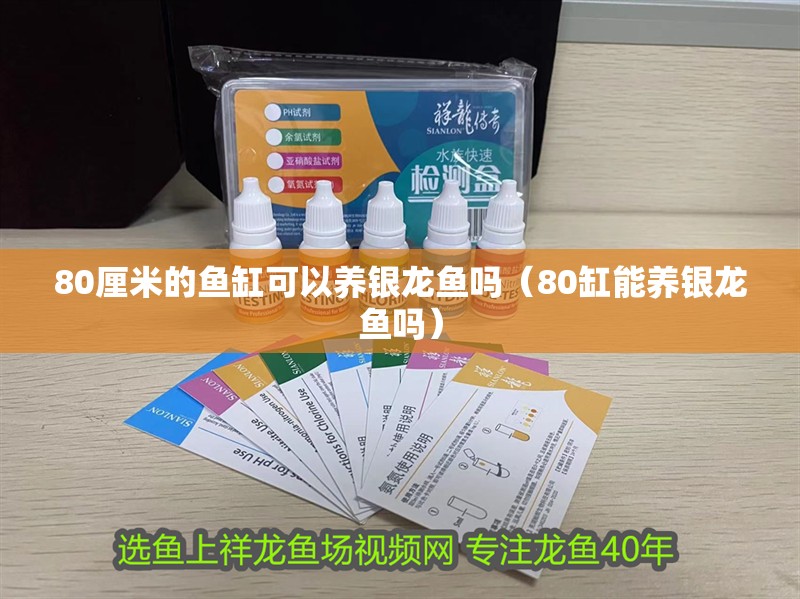 80厘米的魚缸可以養銀龍魚嗎（80缸能養銀龍魚嗎）