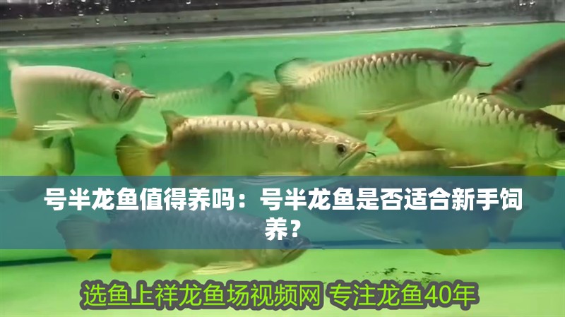 號半龍魚值得養嗎：號半龍魚是否適合新手飼養？