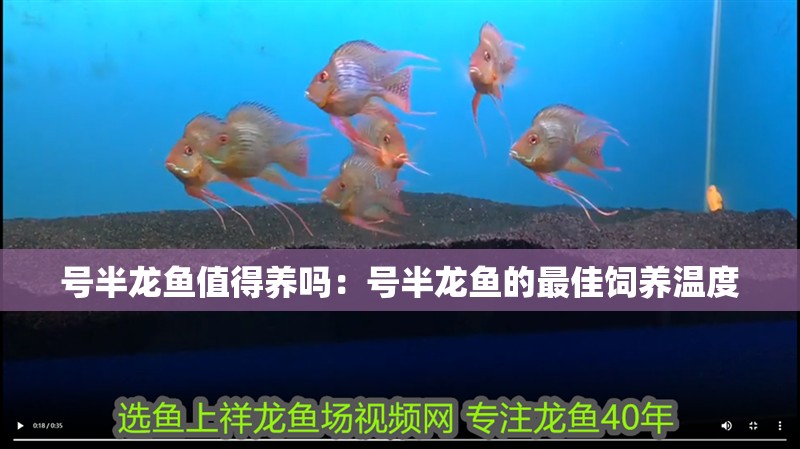 號(hào)半龍魚(yú)值得養(yǎng)嗎：號(hào)半龍魚(yú)的最佳飼養(yǎng)溫度